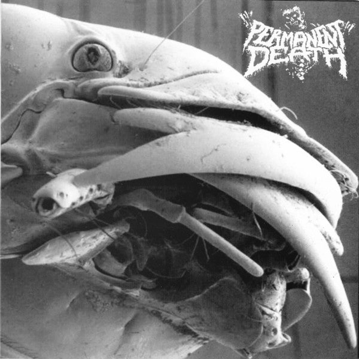 Permanent Death Pissdeads – Permanent Death Pissdeads (7 Ltd) – USED