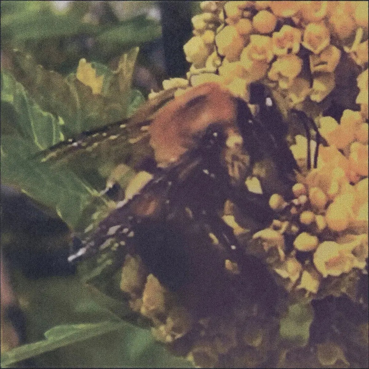 Broncho – Natural Pleasure Green Vinyl